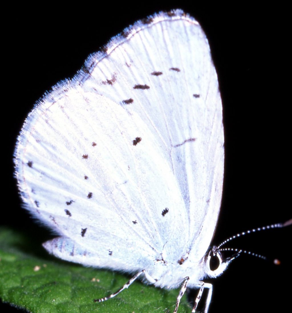 Celastrina ? (125)